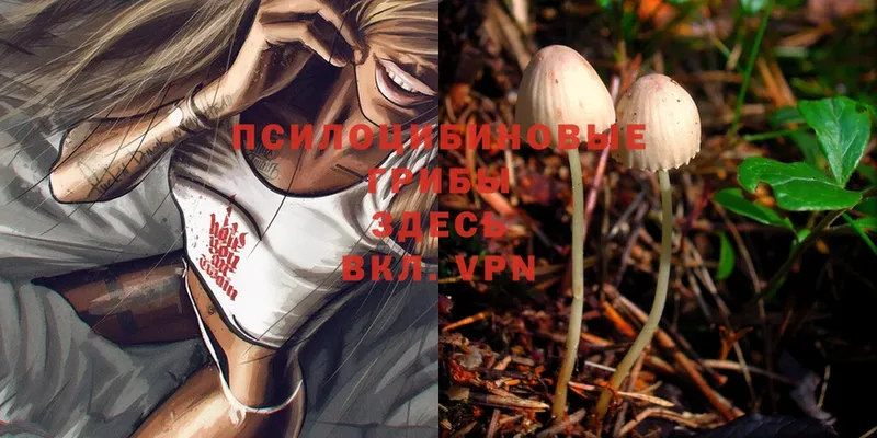 Галлюциногенные грибы MAGIC MUSHROOMS  Мурино 